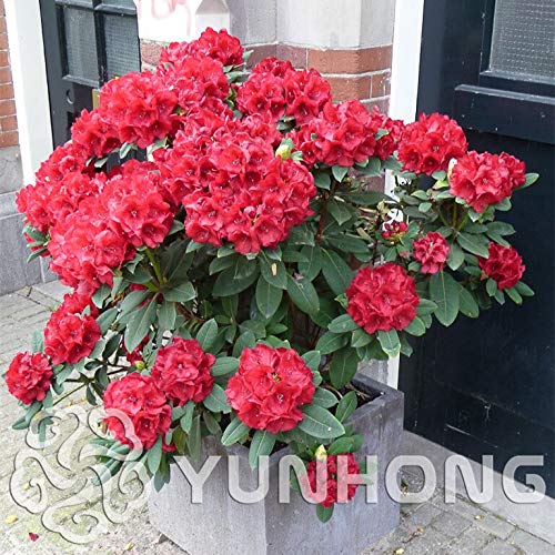 70 Pcsese Seeds Satsuki Azalea Seeds Looks Like Sakura But It Is Azalea