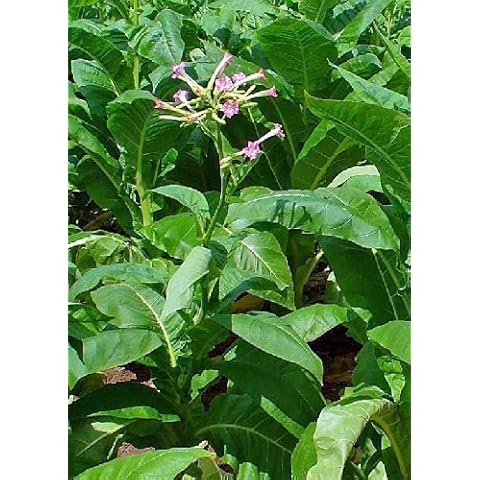 Tropica Genuine Culture Tobacco Peti Havana Nicotiana Tabacum 100 Seeds Cover
