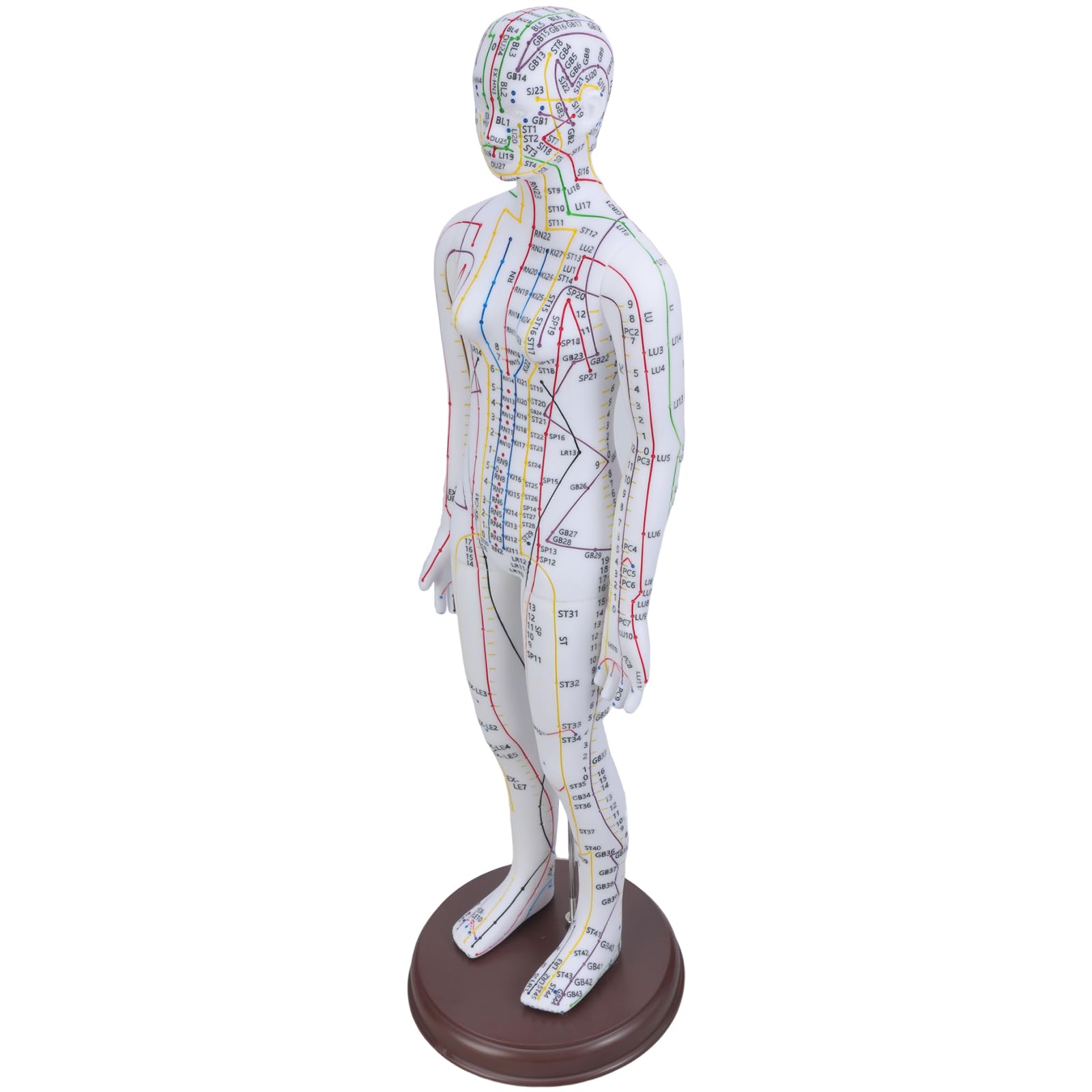 Hsioluted Men's Fe Acupoint Model & With Chinese Points For Student Practice & Teaching Acupoint Points Educational Model