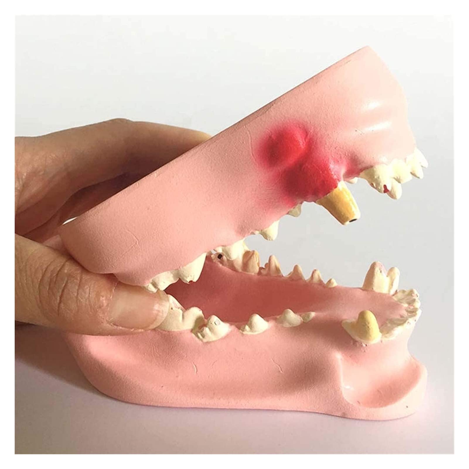 Model Anatomii, Narzędzia Do Nauki Psa Szczęka Anatomiczny Model Psa Patologia Stomatologiczna Anatomia Kompatybilna Z Nauczaniem Medycznym (7 X 6 X 11 Cm)