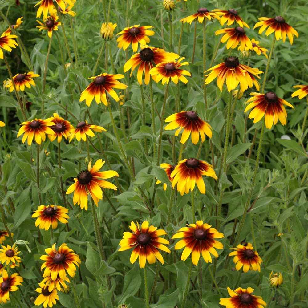 Outsidepride 1 lb. Perennial Rudbeckia Gloriosa Daisy Wild Flower Seeds for Planting