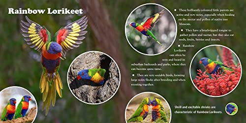 A First Book of Australian Backyard Bird Songs (sound books) - Image 5