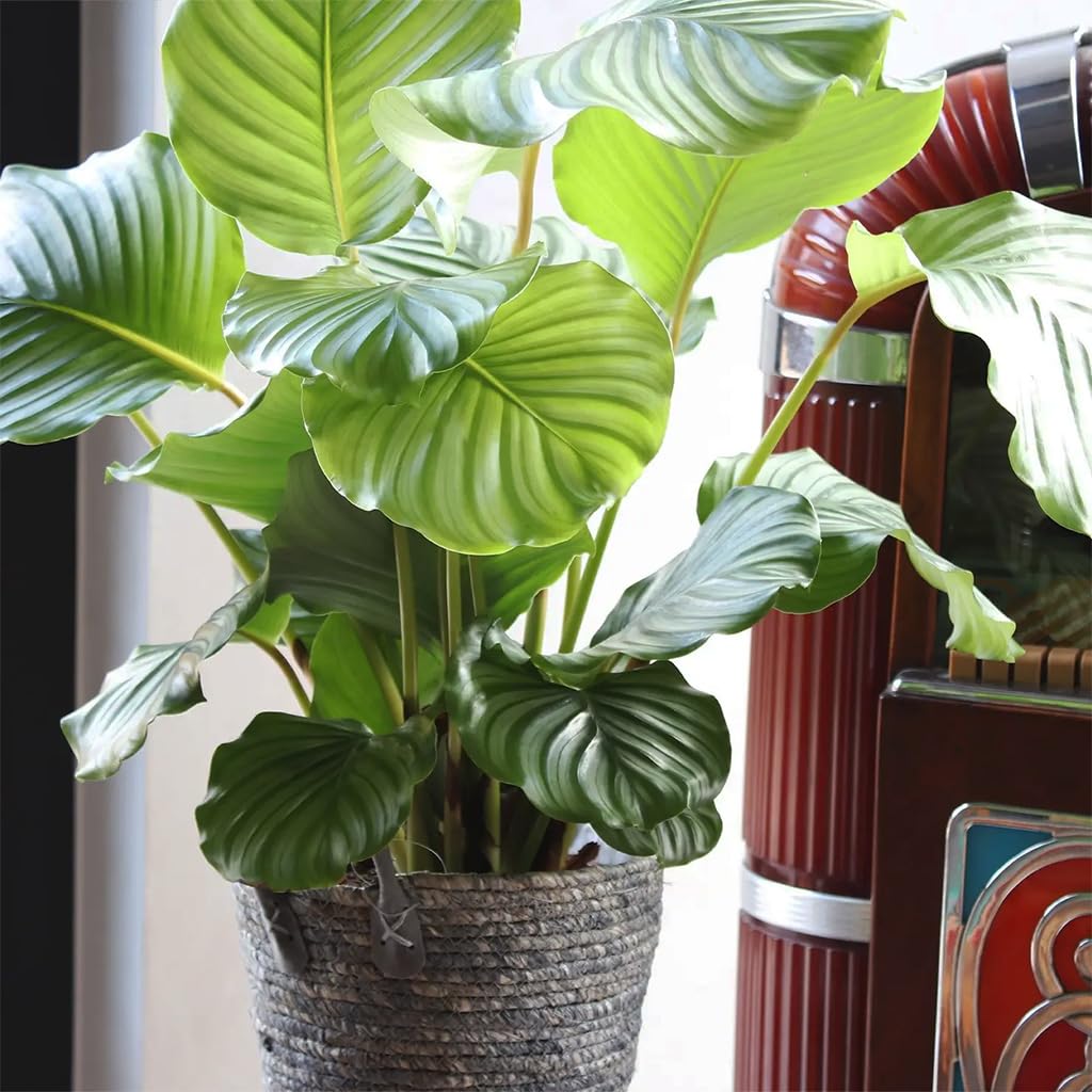Zimmerpflanze Calathea Orbifolia No.19 | 70–80 cm hoch im 19 cm Topf | ungiftig für Katzen & Hunde | gestreifte Blätter | luftreinigende Pflanze für Wohnzimmer & Büro | Green Me Up