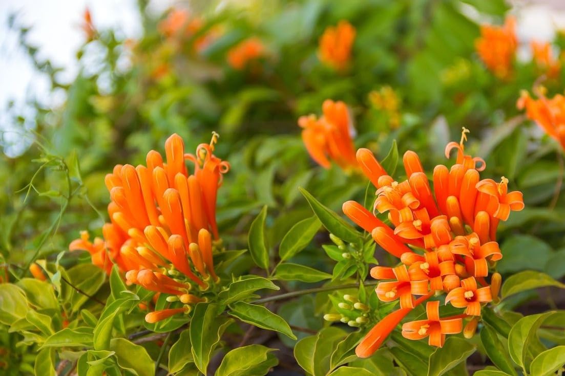 Pyrostegia venusta live plant,Orange firecracker vine plant, venusta flame vine pack of 1