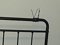 Review Image by Zombie Zombie