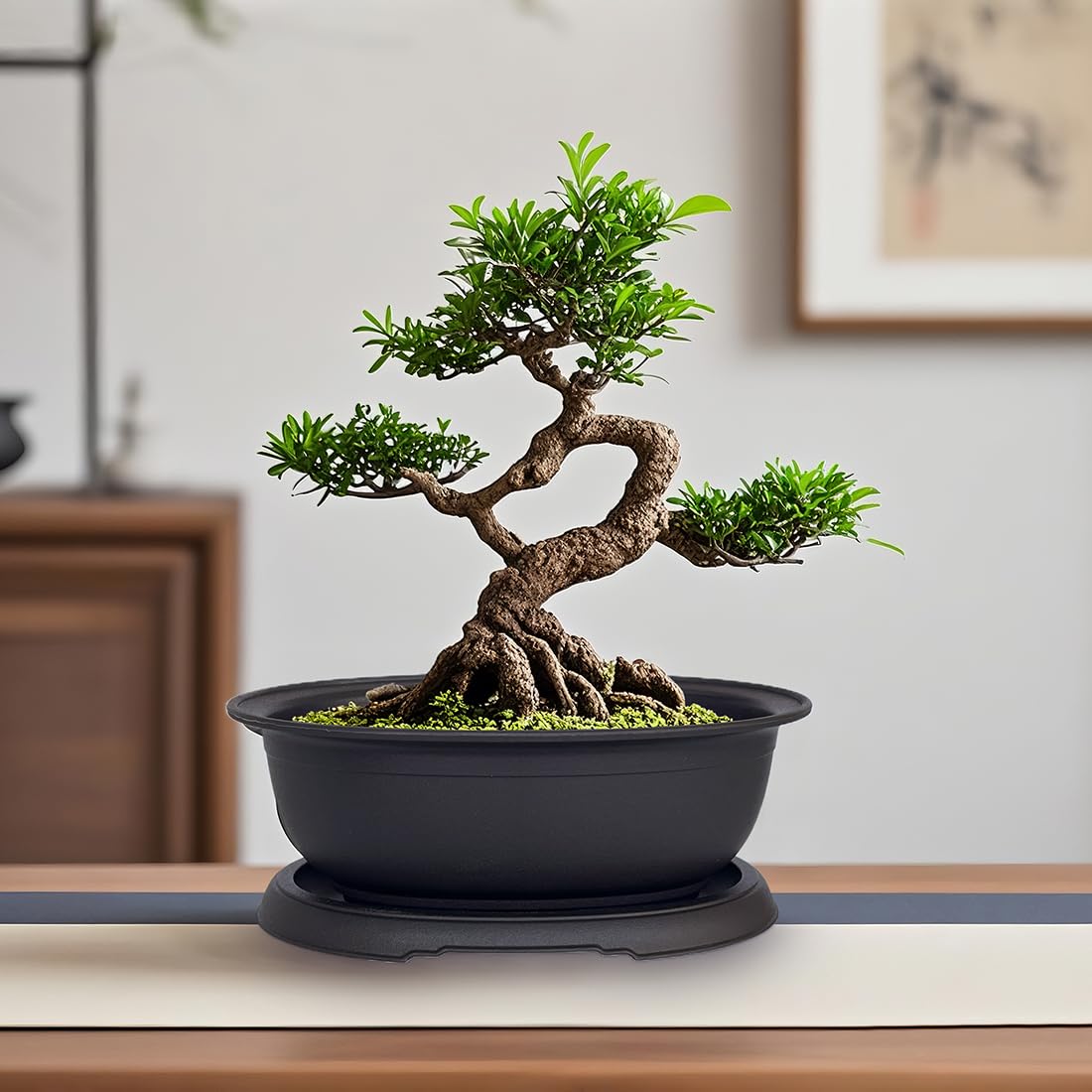 Amazon.com : MUZHI 3 Pack Oval Bonsai Training Pot with Drainage
