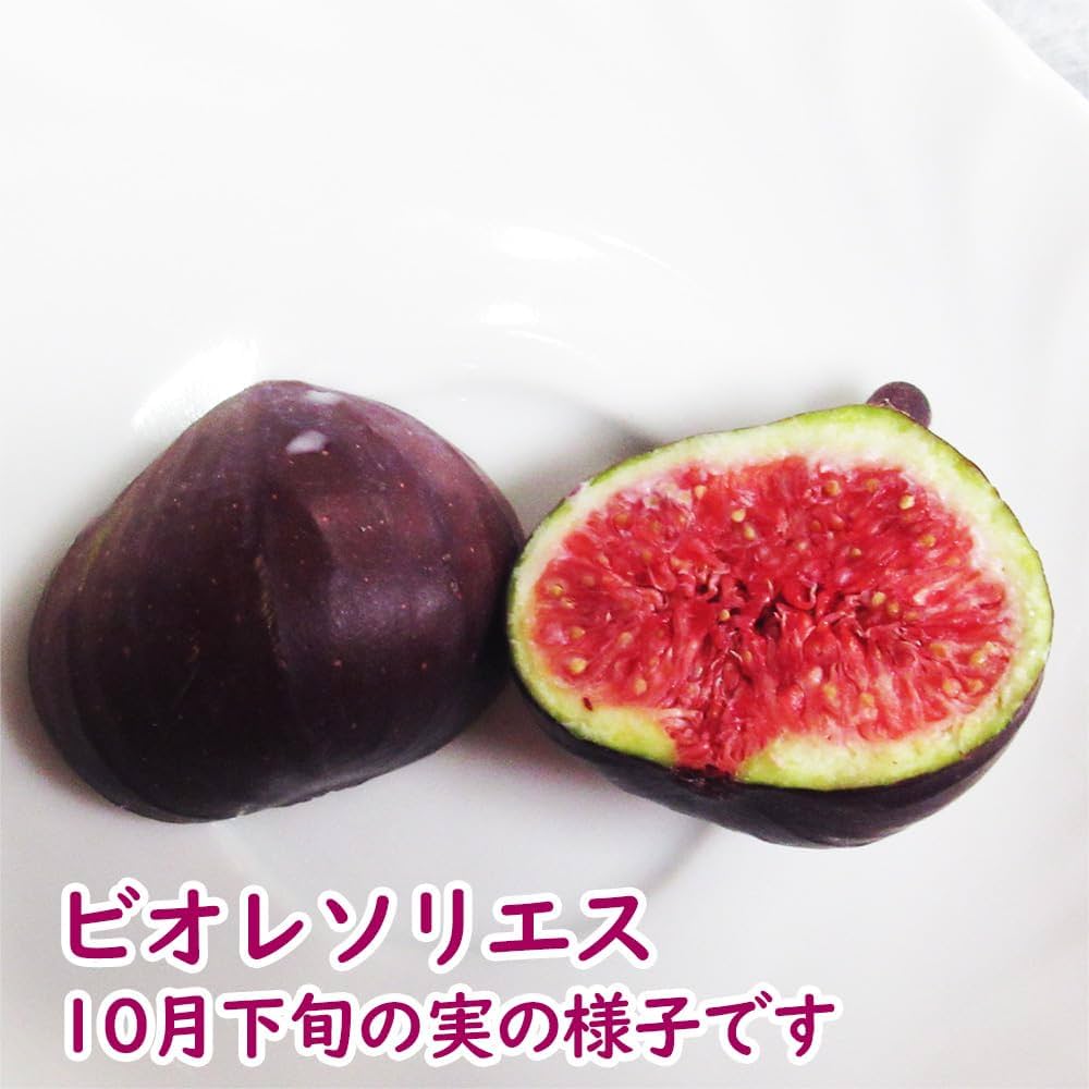 Amazon.co.jp: とにかく根ががっちり！ イチジク 無花果 苗 苗木