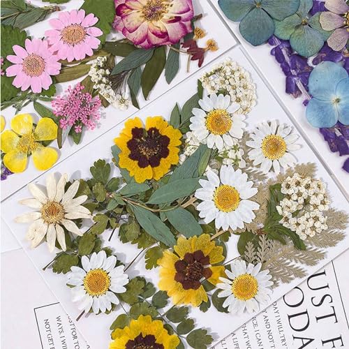 5 bolsas / 100 piezas flores secas prensadas para manualidades miniatura 6