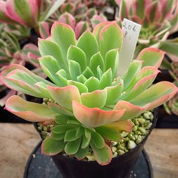 Amazon.co.jp: ！！多肉植物 ピンクエース錦 脇芽あり レア苗