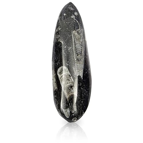 Okuna Outpost Orthoceras - Réplica de hueso para niños, suministros de enseñanza para decoración (4.7 pulgadas)