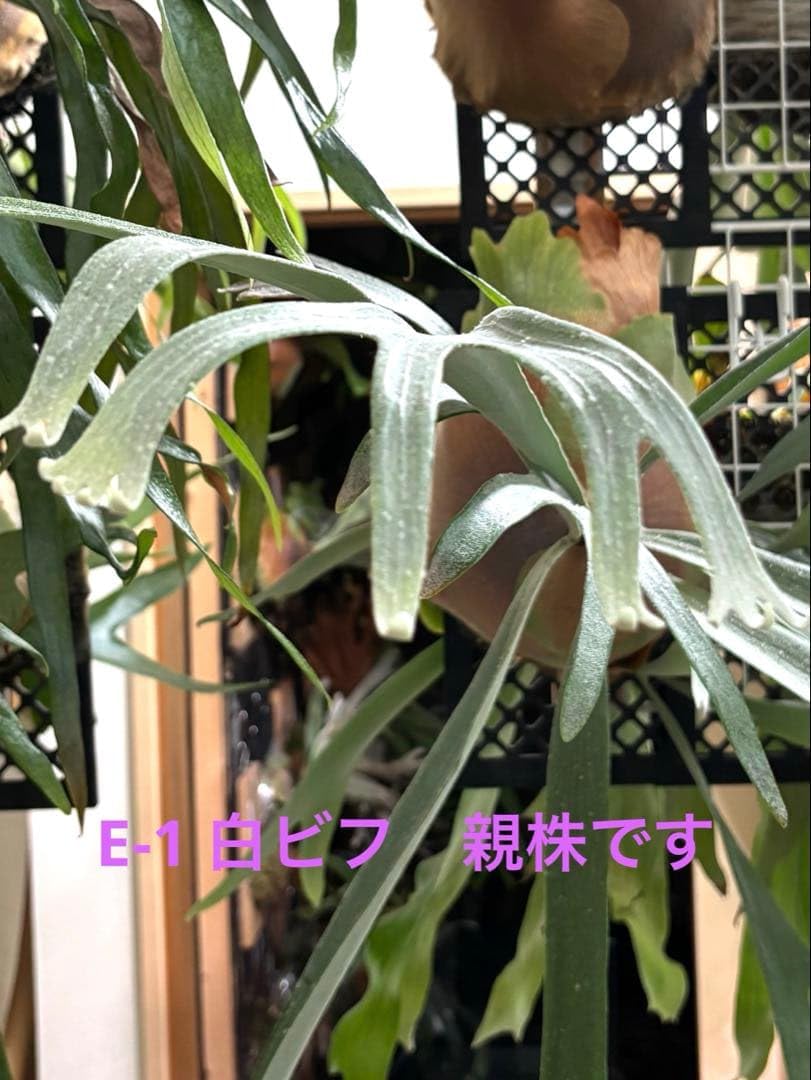 Amazon.co.jp: ビカクシダ ビフルカツムE-1 （bifur sp white） 白
