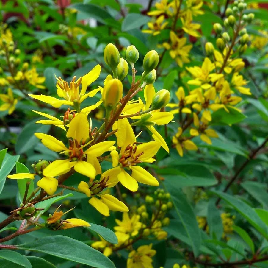 myBageecha - Thryallis Golden Shower Live House Plant Yellow Flower Outdoor Natural Balcony Low Maintenance Flowering with Pot (B0BY97RLBQ) Amazon Price History, Amazon Price Tracker