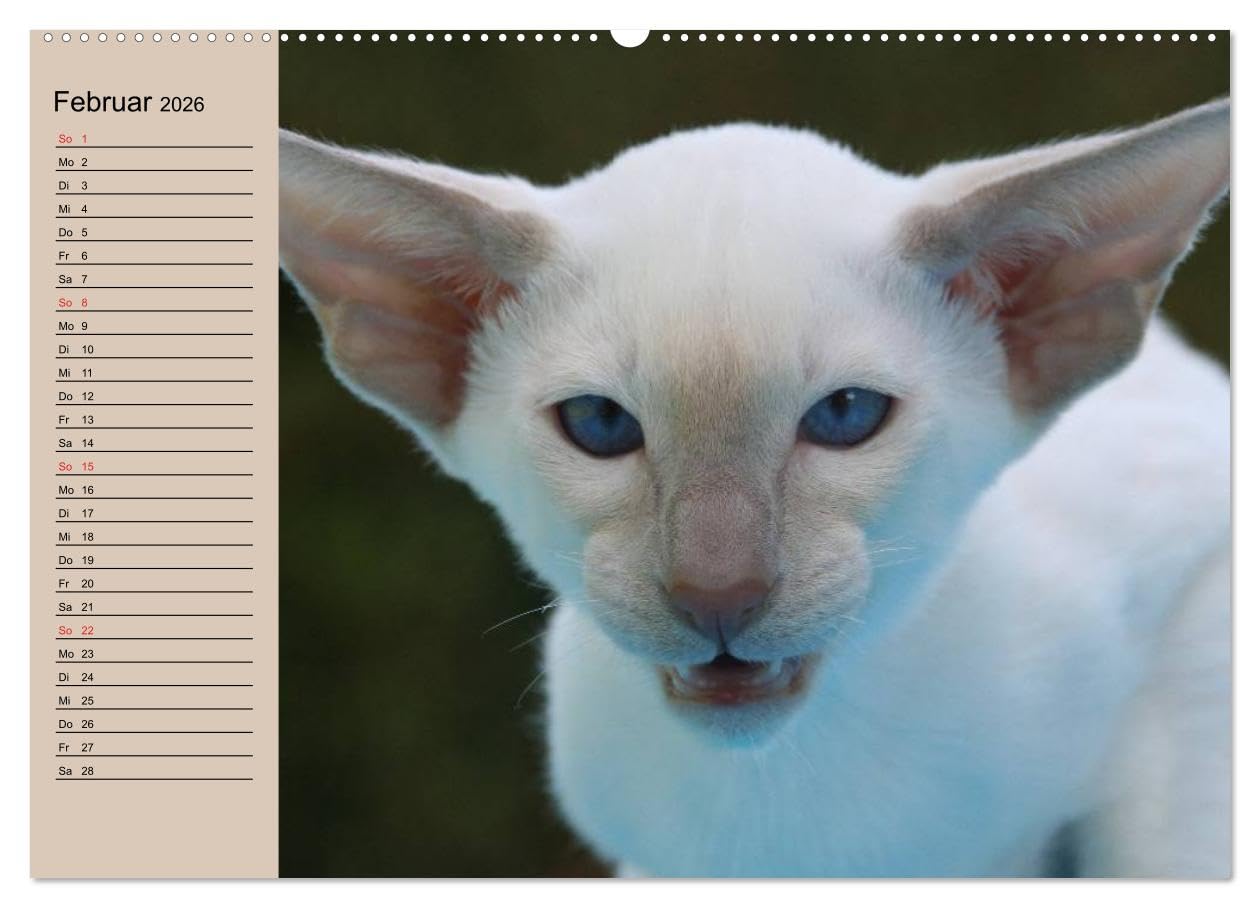 Siamkatzen - Kleiner Frechdachs mit Familie (Wandkalender 2026 DIN A2 quer), CALVENDO Monatskalender: Siamkätzchen `Moneypenny` mit der gesamten Katzenfamilie (CALVENDO Tiere)