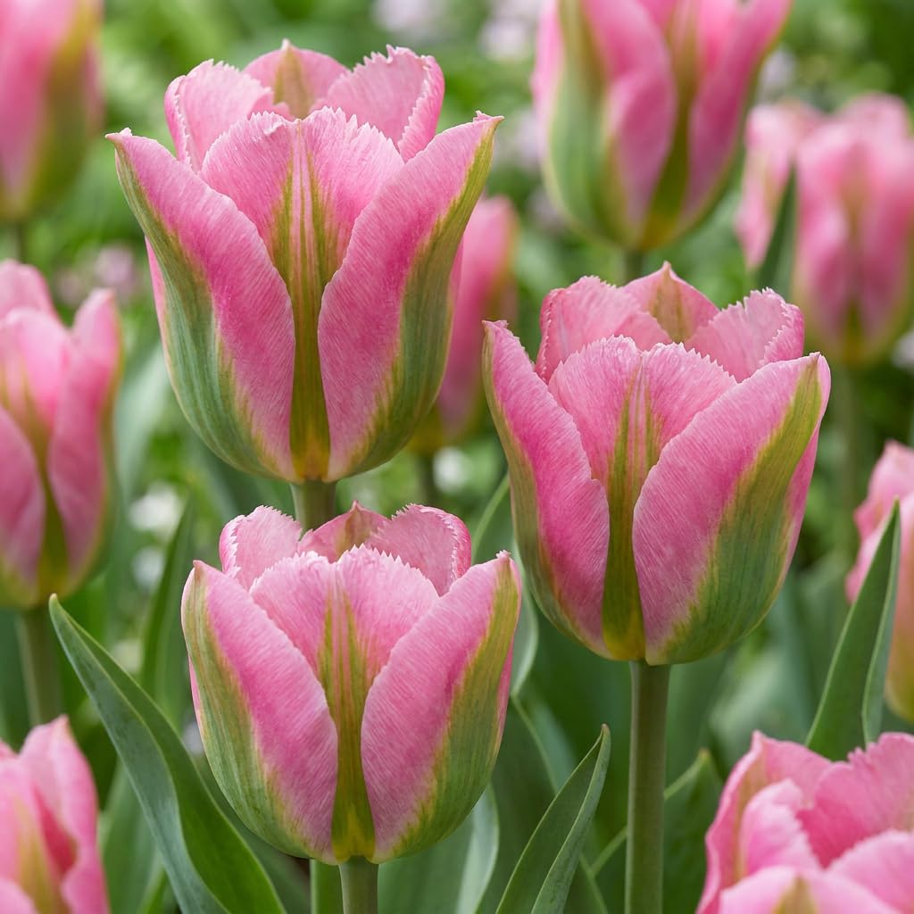 Green boutiQ - 48x Tulipa Striped Crown - Tulipe Striped Crown - Divers - Floraison printanière - Calibre 11/12