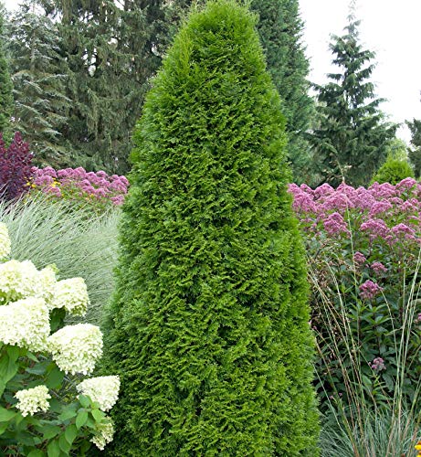 Smaragd Lebensbaum 40-60cm - Thuja occidentalis - lebende Gartenpflanze aus  den Baumschulen : Amazon.de: Garten