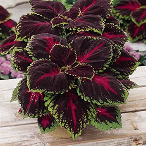 Kong Series Coleus Seeds - Red - 100 Seeds - Ornamental & Decorative House & Garden Plant Seeds by Mountain Valley