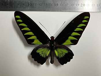 蝶標本 アカエリトリバネアゲハ各種 世界産地別コレクション 大型ドイツ箱 蝶標本 大型メガネトリバネアゲハ② 産地別コレクション 研究用