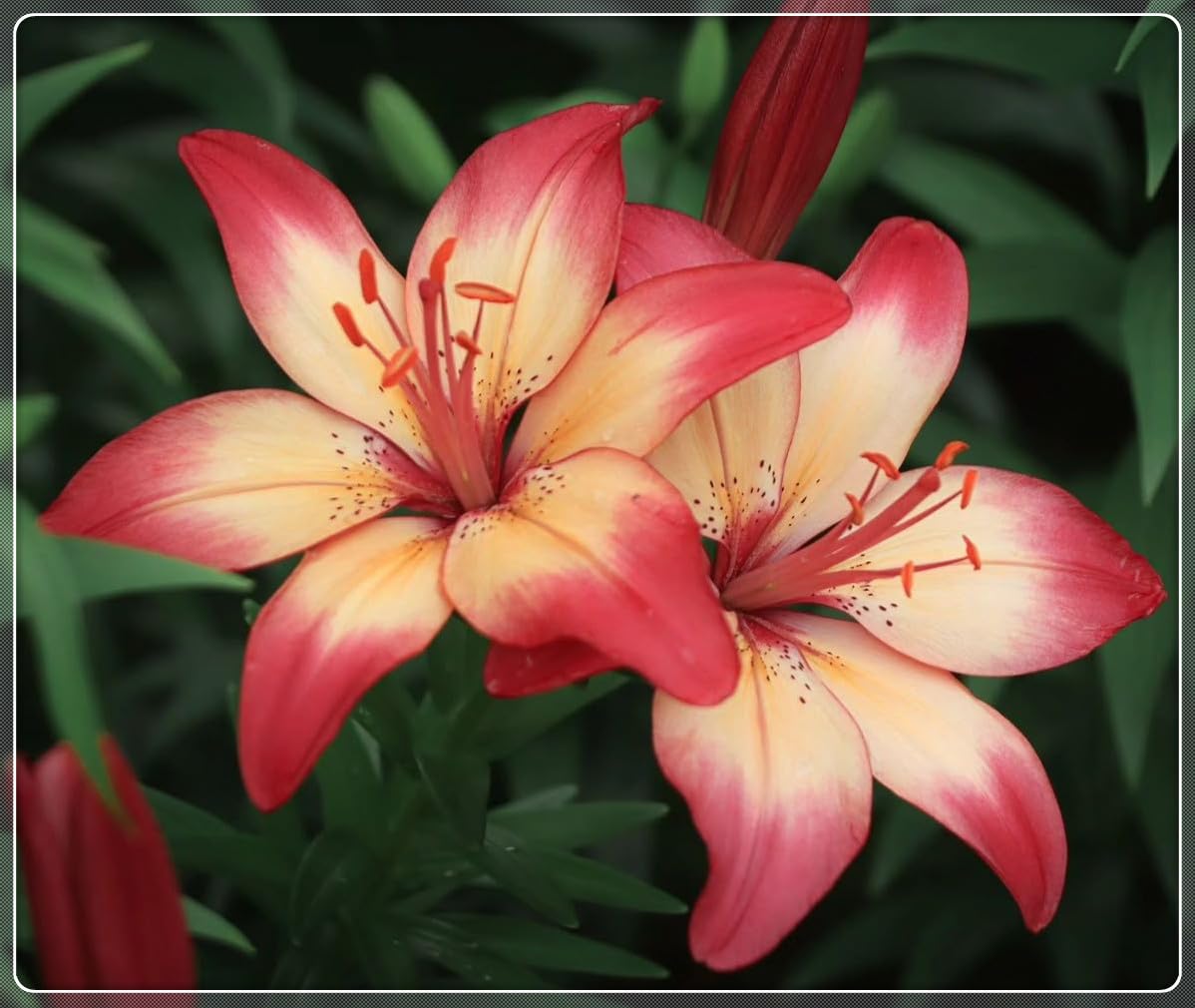 Lily Plants Perennial- Fragrant Flowers- Rare and Beautiful Lily Bulbs Ideal for Rockeries- Borders & Indoor or Outdoor Displays-4bulbs-A