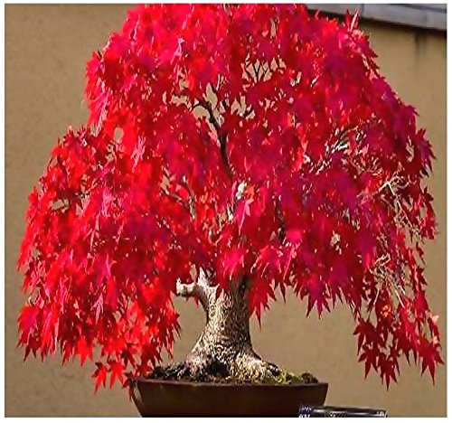 Bonsai Acero Giapponese - Bonsai - Foto 9