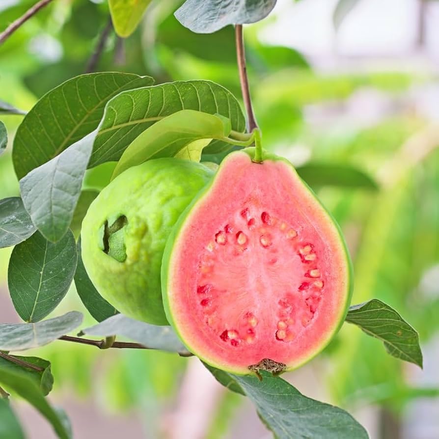 Premium Guavas