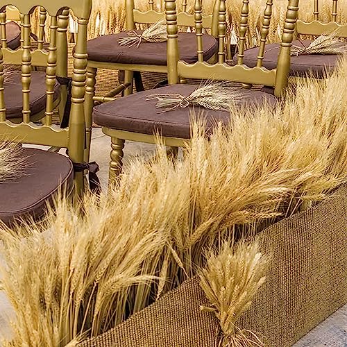 300 tallos secos de trigo para decoración 16 pulgadas miniatura 5