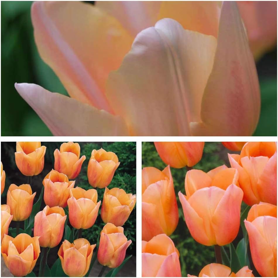Humphreys Garden Apricot Beauty x 25 Tulip Bulbs Amazon.co.uk Garden