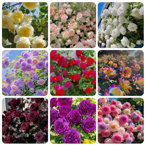 300+Mixed Climbing Rose Rosa Seeds for Planting Outdoors -Heirloom Garden Vine Home Landscape