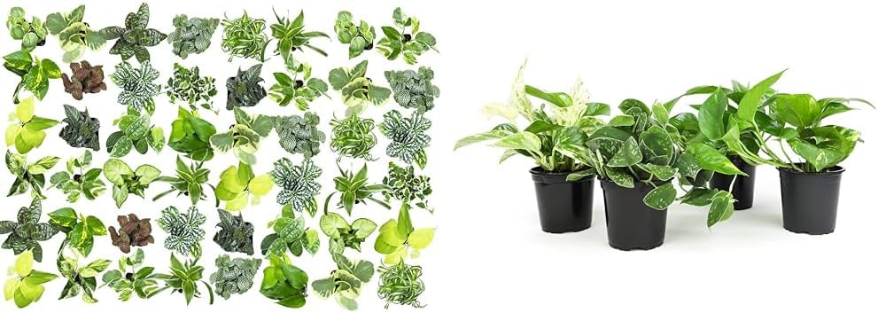 Easy to Grow Houseplants (48 Pack) Live House Plants in Plant Containers, Growers Cho & Live Pothos Plants (4PK) Indoor Plants Live Houseplants, Pothos Live Plant House Plants Indoors Live Plants, M