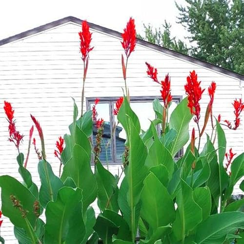 Blue Magic Design 5 Canna Lily Roots Long Lasting Giant Red Flowers Perennial Plant Tropical Garden