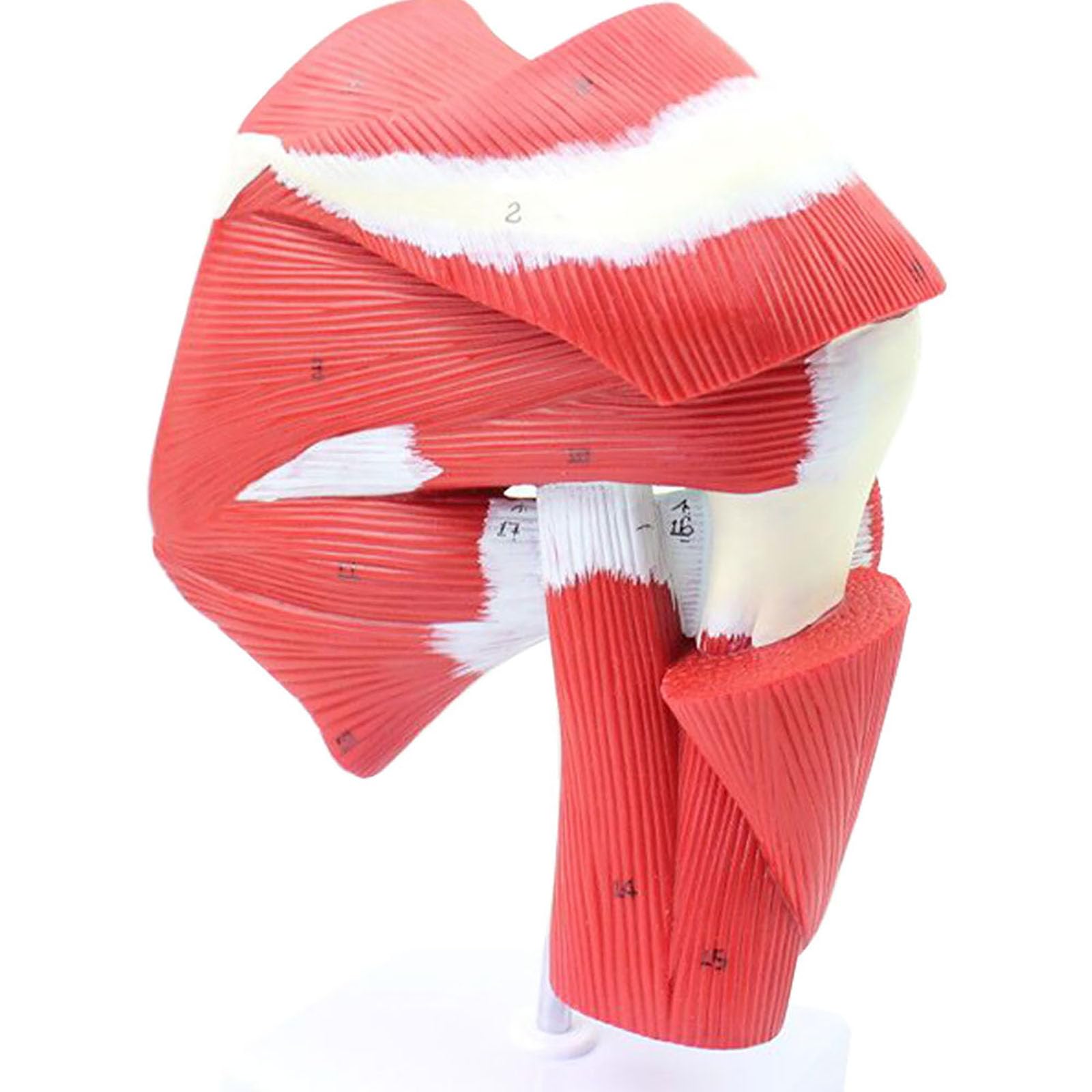 Model Anatomiczny Kończyn Górnych Człowieka Ze Stawowym Modelem Mięśnia Górnego, Model Anatomiczny Szkieletu Ludzkiego, Medyczny Materiał Dydaktyczny