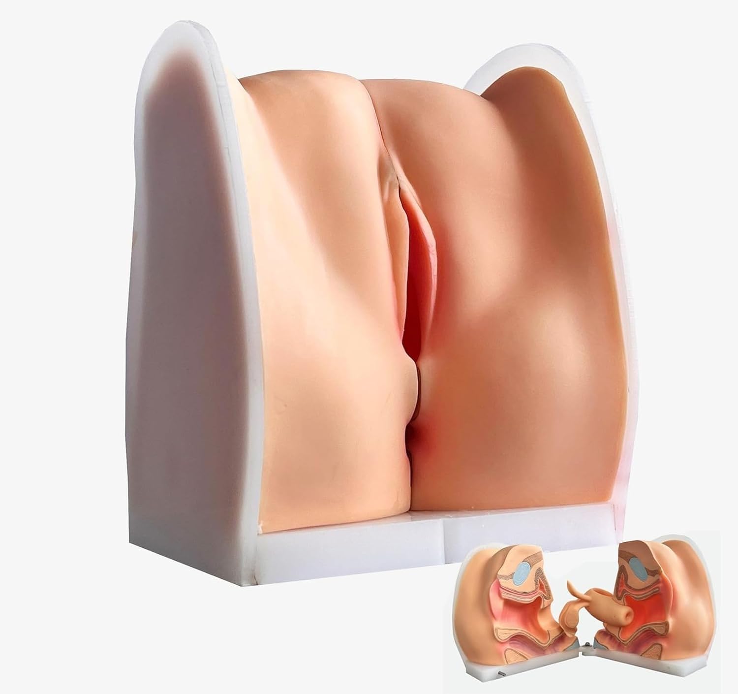 Utero Femminile Umano e Modello dell'ovaio, Modello ginecologico di Guida contraccettiva di Struttura Anatomica accurata