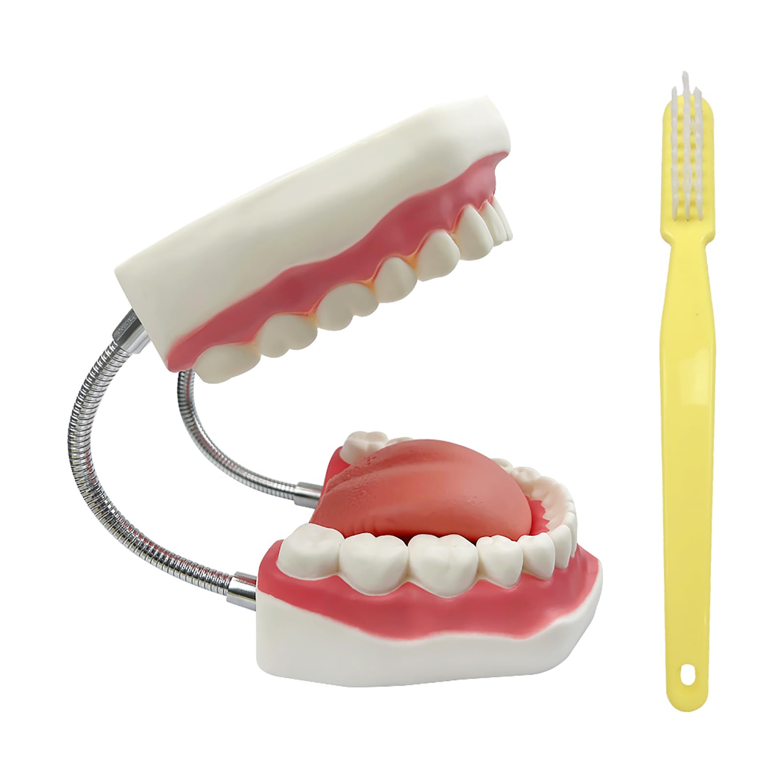 Grand modèle de dents anatomiques pour enseignement des dentistes avec brosse à dents 22 x 15 x 14 cm