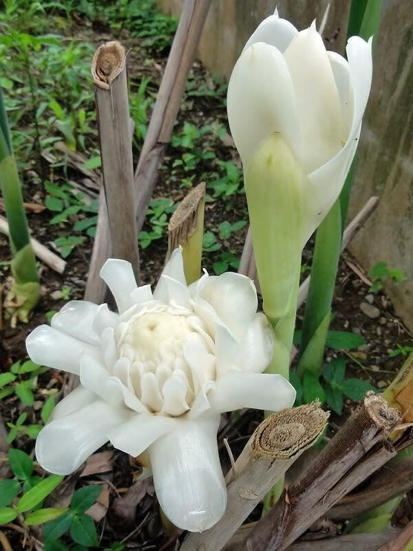 Amazon.com : ERTS 1 White Torch Ginger Rhizome | Etlingera Elatio