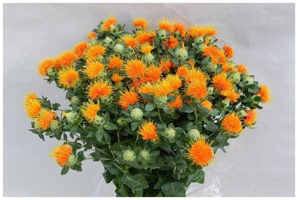 PREMIER SEEDS DIRECT Saffron Thistle - CARTHAMUS TINCTORIUS Zanzibar - 300 Seeds
