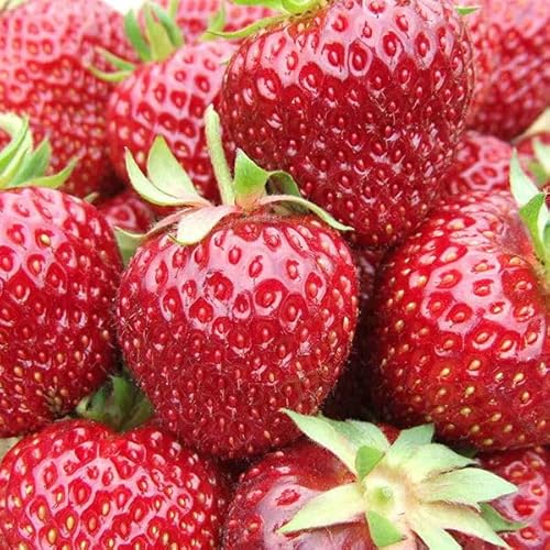 Bio Aroma-Erdbeere (Hummi® Meraldo), öftertragend, Topf 11x11 cm, 3 Pflanzen Bio Aroma-Erdbeere (Hummi® Meraldo), öftertragend, Topf 11x11 cm, 3 Pflanzen