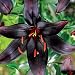 Beautiful Flowering Black Mapira Lily Blooming Sized Bulb, Great Perennial for Zones 3-9