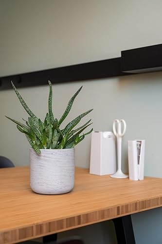 Miniatura 3 de Maceta redonda Charlie XXS de fibra de arcilla lavada gris de 4.17 pulgadas de ancho, maceta moderna para interiores y exteriores, para plantas,