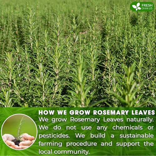 Image of FRESHDRINKUS Premium 6oz Rosemary Leaves, 100% Natural & Pure from Dried No Additives, Caffeine, Vegan. Herb, Perfect for Seasoning, Spice Blends Grilling Cooking
