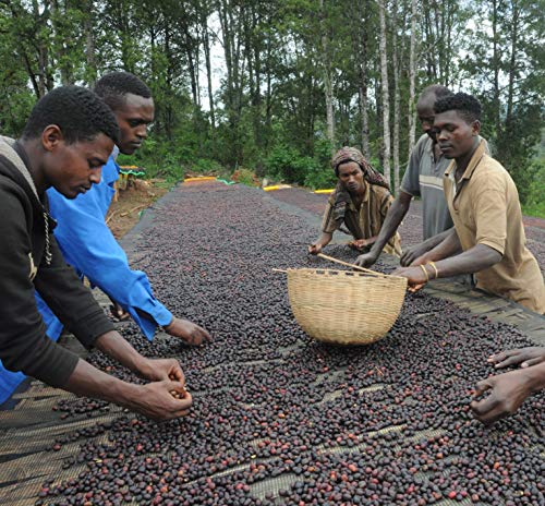 Revocup Ethiopian Harrar Café en Grano 12oz Origen Único miniatura 4