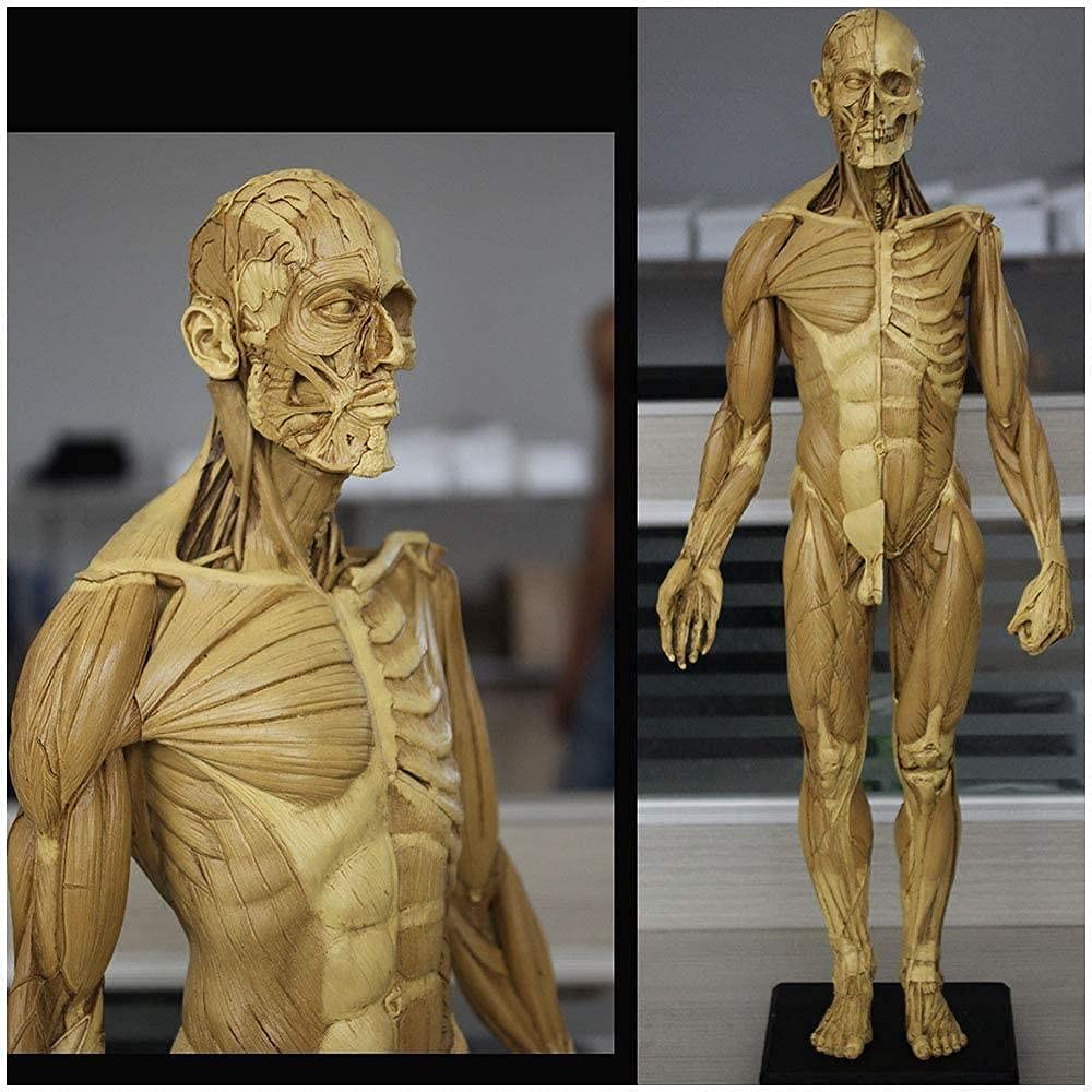 Modelo De Anatomía Figura De Anatomía Masculina Cuerpo Humano Modelo Anatómico Musculoesquelético Modelo Humano Manualidades para Artistas Dibujo Estudio -60 Cm