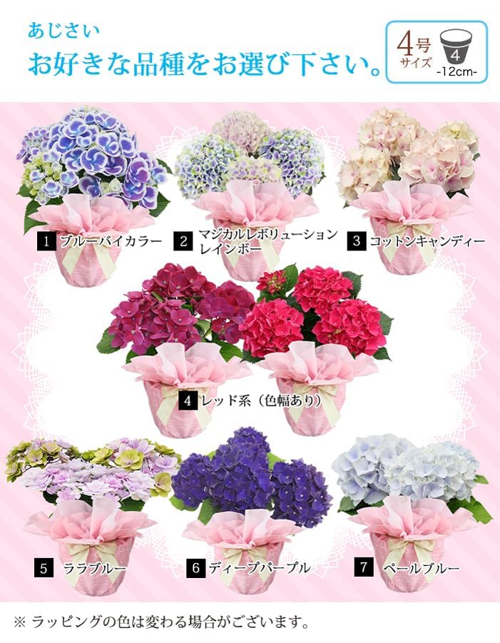 Amazon.co.jp: World Fantasy Garden 母の日 ギフト 花 鉢植え
