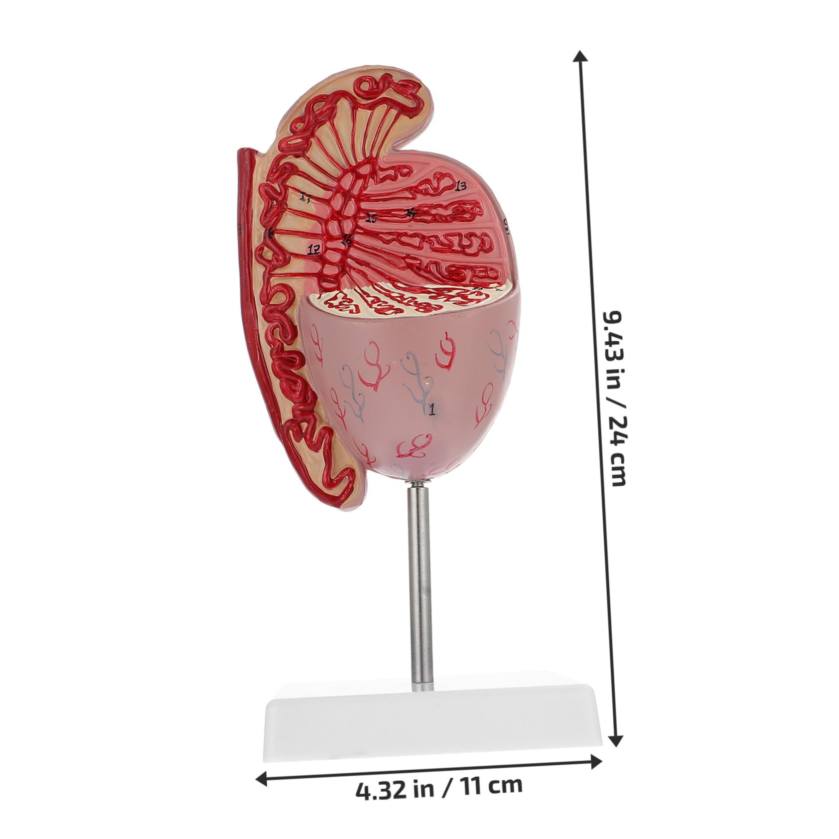 MAGICLULU Modello Anatomico Organi Umani Supporto Per Dissezione e Istruzione Scolastica Design Realistico in Pvc Adatto Per Insegnamento e Esposizione