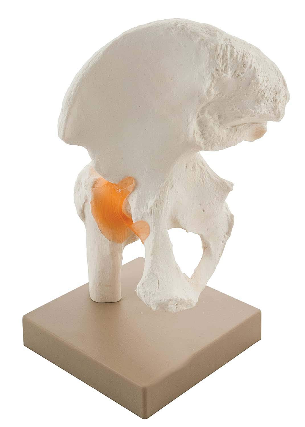 BEXCO Human Pelvis Hip Joint Model with Flexible Ligaments Anatomically Correct Orthopaedic Model with Detailed Study Guide (B08CCSK65K) Amazon Price History, Amazon Price Tracker
