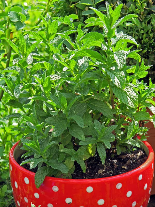 Semi Di Menta Piperita (Mentha Piperita) - Confezione Da Circa 1000 Semi - Per T&egrave; E Cucina