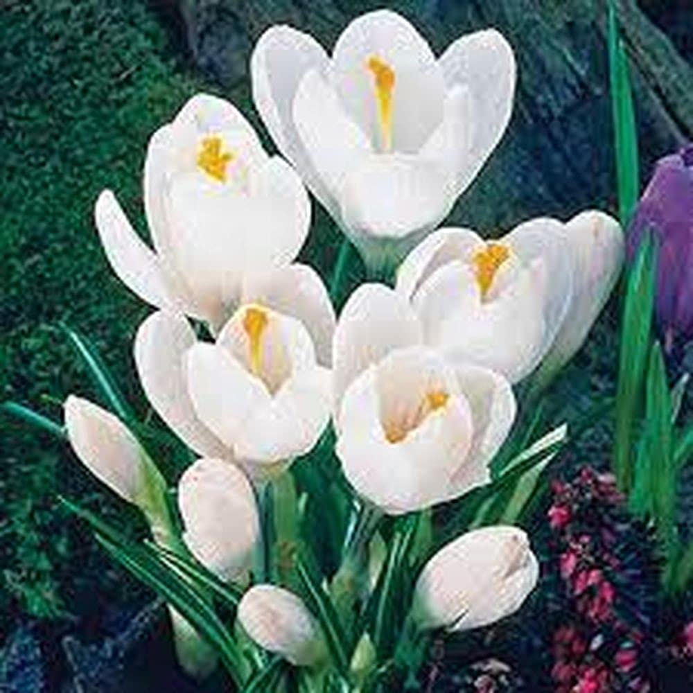 Live Green Flower Bulbs Crocus Jeanne d’Arc exotic Flower Bulbs Rare