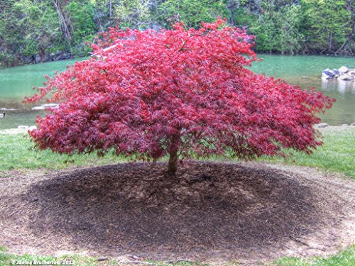 Lace Blatt Japanischer Ahorn Acer palmatum dissectum Baum-Samen-Fall Farbe, Bonsai 10 Lace Blatt Japanischer Ahorn Acer palmatum dissectum Baum-Samen-Fall Farbe, Bonsai 10