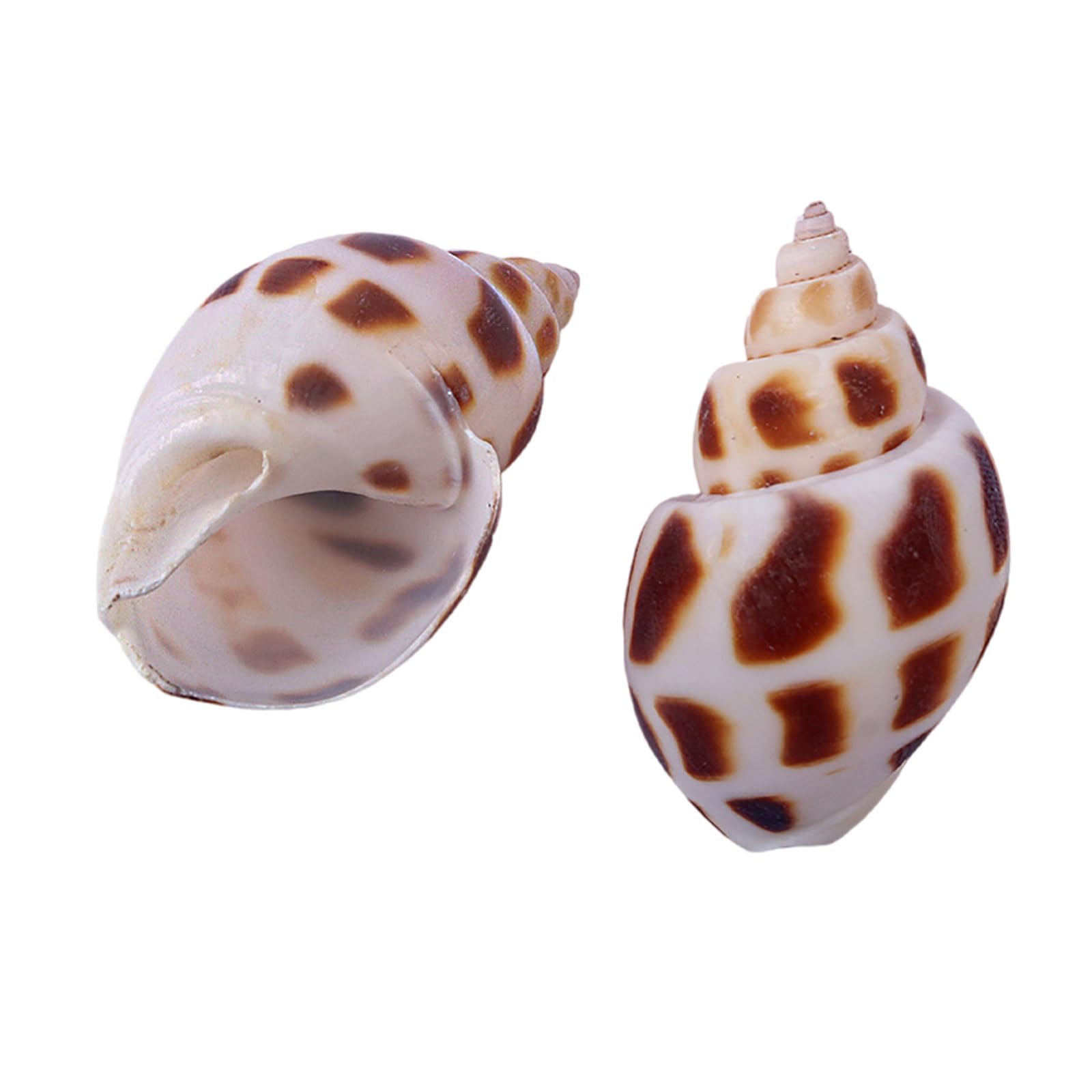 SDJJSAO Shell, Small to Medium Natural Conch Shell for Hermit Replacement Shells Fish Tank Aquarium Decor(C)