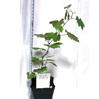 白樺の苗木　1.4メートル　10本+小苗10本　山葡萄苗木セット シラカバ 苗木 販売 トオヤマグリーン