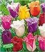 Produktbild BALDUR-Garten Crispa-Tulpen"Spring Blend", 10 Zwiebeln Tulipa