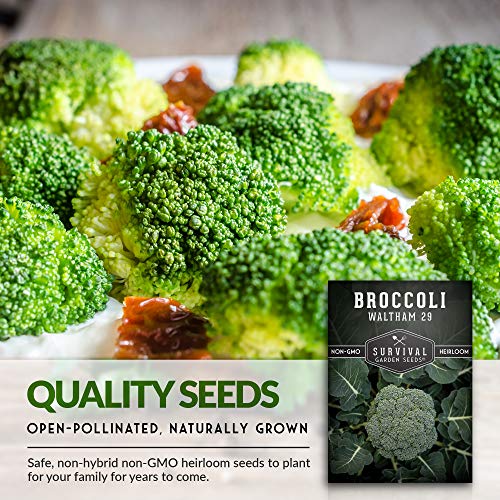 Waltham 29 Broccoli Seed For Planting - Packet With Instructions To Plant & Grow Cool Weather Broccoli In Your Home Vegetable Garden - Non-Gmo Heirloom Variety - Survival Garden Seeds - 1 Pack #TOP3